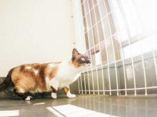脱出しようとしている猫
