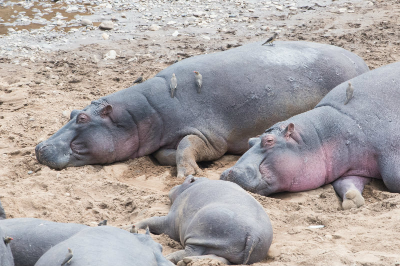 だらけている動物